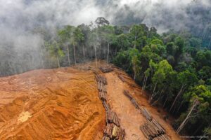 Deforestazione Europa